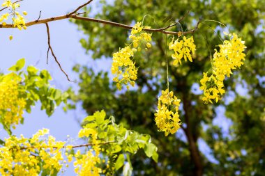 güzel sarı çiçek altın duş ağaç üzerinde