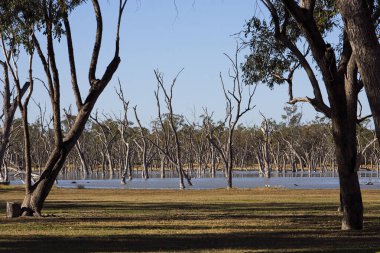 Batı Queensland, Avustralya 'da Barcaldine yakınlarındaki Lara sulak alanları ve kamp alanlarında boğulmuş ağaçlar ve artezyen akıntıların yol açtığı lagün var..