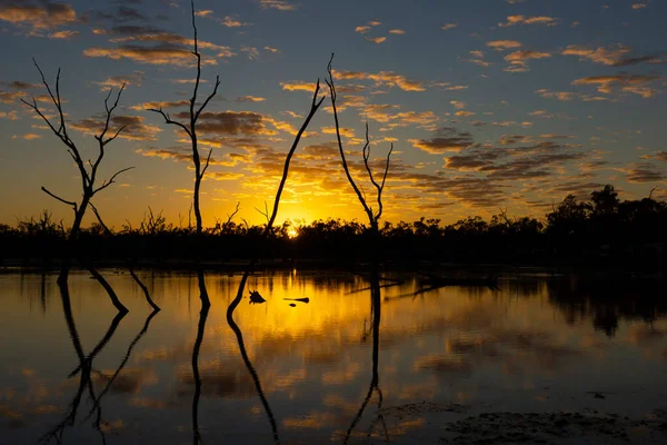 Sunset at Lara wetlands and camping grounds in outback Western Queensland, Australia with drowned trees and reflections caused by artesian bore runoff.