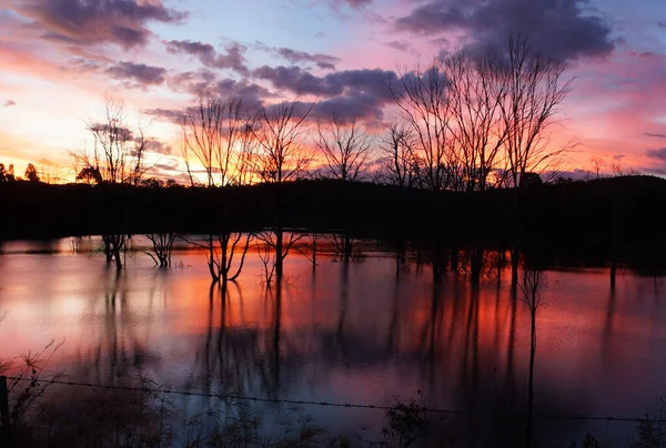 Spectacular Winter Red Sunset Lake Wyaralong Queensland Dramatic Silhouettes Drowned — Stock Photo, Image