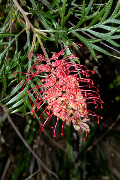 Avustralya 'da yetişen ve arka planda koyu yeşilliklere karşı güneş tarafından vurgulanan, örümcek çiçeği olarak da adlandırılan pembe bir Grevillea çiçeği..