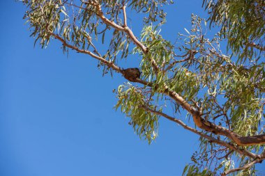 Avustralya Willie Wagtail kuşunun yuvası, rhipidura leucophrys, Orta Queensland 'da bir sakız ağacının tepesinde mavi gökyüzüne karşı çamurdan inşa edilmiştir..