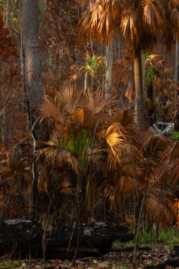 Eungella Ulusal Parkı Queensland, Avustralya 'daki yıkıcı orman yangınlarından sonra tropikal yağmur ormanları yenileniyor.