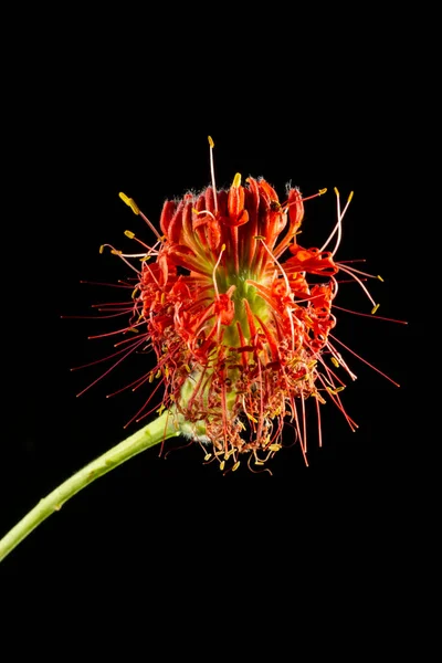 Schöne Rote Flinders Mohn Pimelea Decora Eine Einheimische Australische Wildblume — Stockfoto