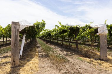 Çardaktaki hasattan hemen sonra olgun üzüm asmaları Emerald, Queensland, Avustralya 'daki güneş ışığının gölgesi olarak beyaz plastikle kaplandı..