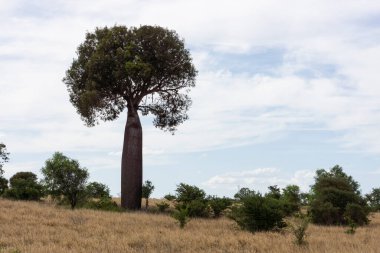 Queensland 'in yamaçlarında yetişen uzun bir Avustralya boab ya da şişe ağacı..
