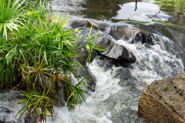 Köprünün rıhtımlarının altından akan küçük bir akarsuyun yanında tropik bitkiler var..