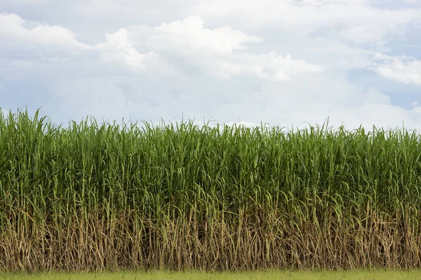 Veld Van Suikerriet Tegen Een Achtergrond Van Moesson Storm Wolken — Stockfoto
