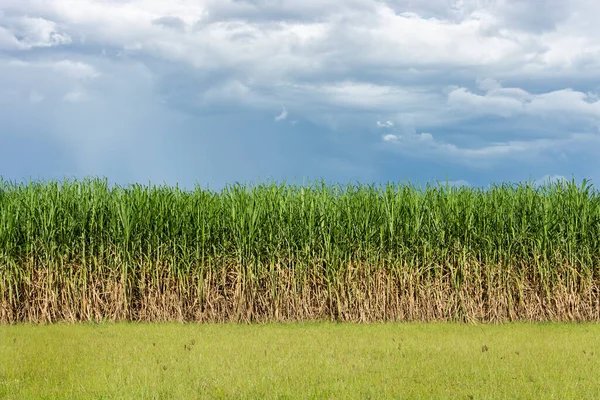 Veld Van Suikerriet Tegen Een Achtergrond Van Moesson Storm Wolken — Stockfoto