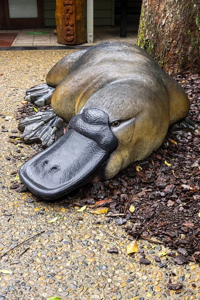 Büyük ornitorenk, ornithrynchus, Eungella Ulusal Parkı, Queensland, Avustralya 'daki turizm bilgi merkezinin dışında. 