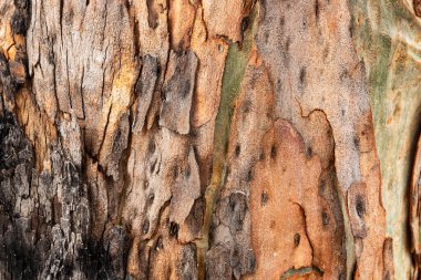 Okaliptüs ağacı kabuğu. Doğal renk, doku ve desenli..