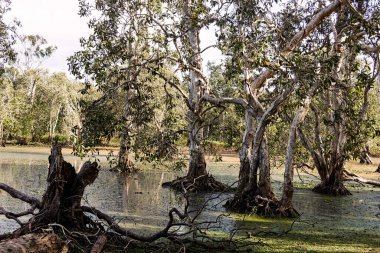 Kuzey Queensland 'da yüzen ördek otuyla kaplı tropik bir göl. Buruşuk ve dokulu eski melaleuca sakız ağaçları var..