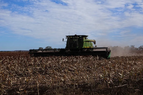 Clermont Queensland Australië Juni 2021 Een Veld Sorghum Milo Geoogst — Stockfoto