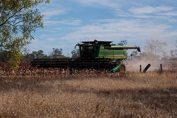 Clermont Queensland Australië Juni 2021 Een Veld Sorghum Milo Geoogst — Stockfoto