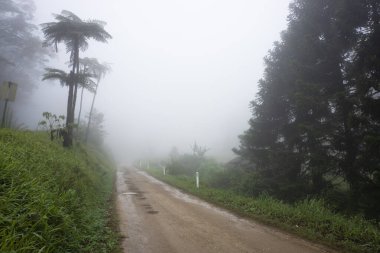 Sabahın erken saatlerinde yağmur ve sis, tropikal yağmur ormanlarında eğrelti otları, çakıllı yollar ve mesafeye giden yollar..