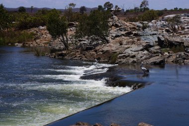 Queensland, Avustralya 'daki sızıntı yolunda pelikanlarla Burdekin Nehri Barajı.                                                              