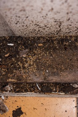 Karıncalar ya da beyaz karıncalar, blattodea, Queensland, Avustralya 'da bir evin banyosunu yenilerken keşfedildi. Dikey biçim.