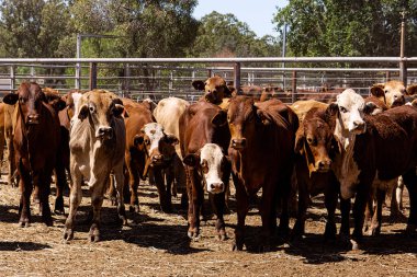Queensland Avustralya 'daki Clermont Satış Alanında açık artırmaya çıkmayı bekleyen bir sığır kalemi..