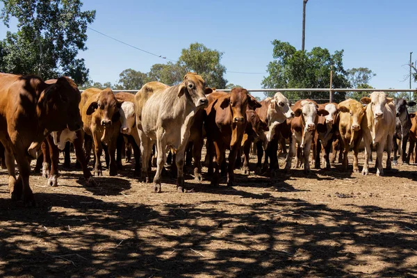A pen of beef cattle at the Clermont Salesyards in Queensland Australia waiting to be auctioned.