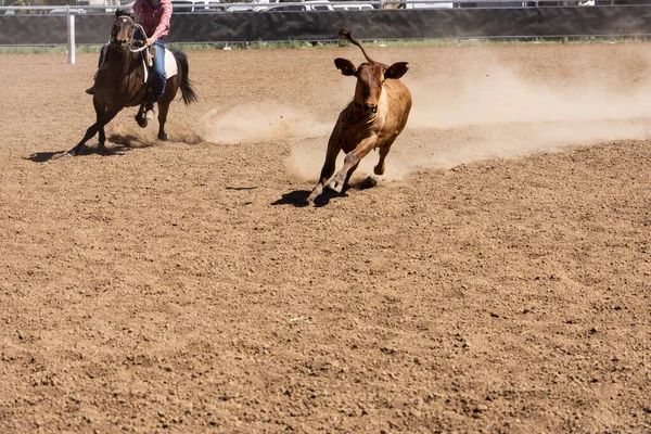 Uma Vaqueira Australiana Reúne Bezerro Uma Arena Empoeirada Uma Competição — Fotografia de Stock