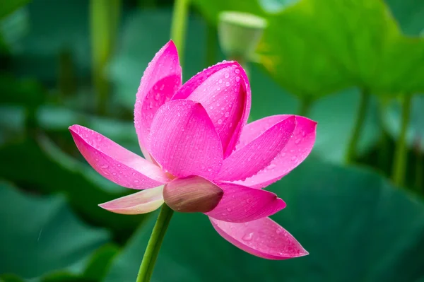 Uzak Doğu lotus çiçeği