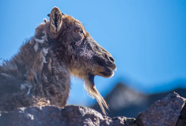 Mountain goat sitting on a rock - head closeup — Stock Photo, Image