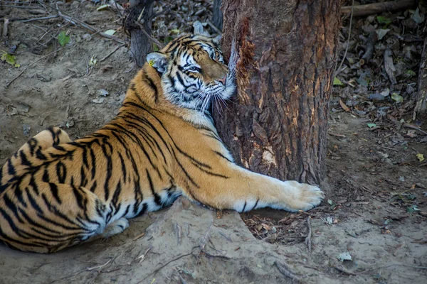Kaplan bir ağaç sarılma