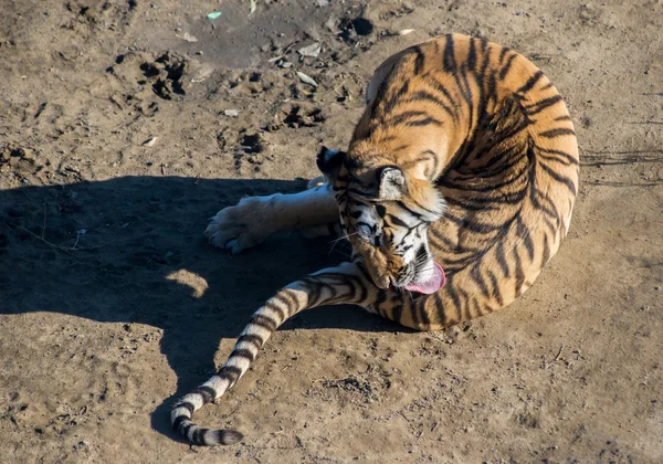 Amour tigre lèche, plié — Photo