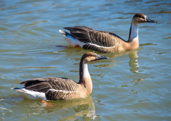 Su üzerinde yüzen iki gri ördek