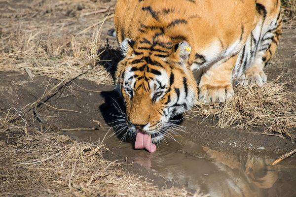The Amur tiger is drinking