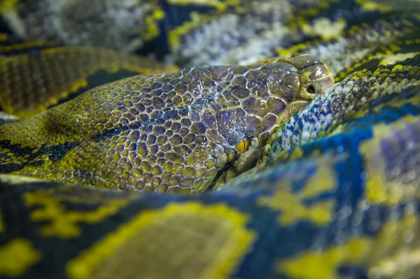 Python tigre yacía rizado - primer plano de la cabeza —  Fotos de Stock
