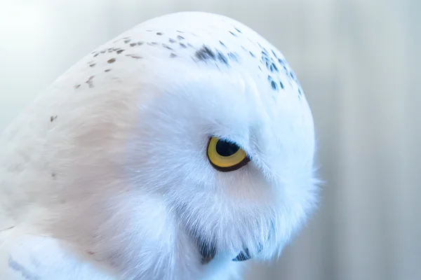 The head of white snowy owl closeup — Stock Photo, Image