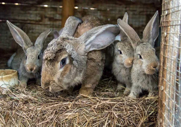 Conigli in gabbia in una fattoria — Foto Stock
