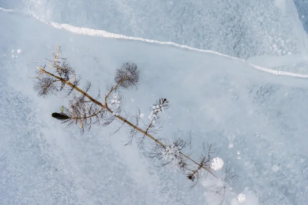 Buz bitki Deniz Baykal, Rusya içine dondurulmuş