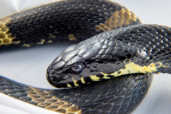 La cabeza de la serpiente - Manchuria serpiente de agua negra (Elaphe schrenc —  Fotos de Stock