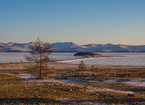 Zimní krajina: strom na břehu ledové jezero Bajkal, Rusko — Stock fotografie