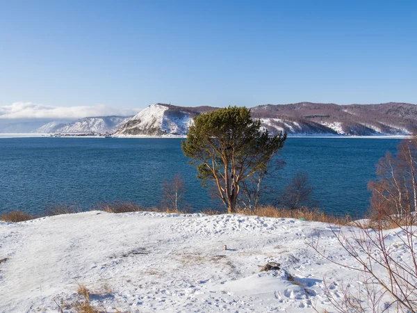 Paisagem de inverno: árvore no fundo do Lago Baikal, em plac Imagens Royalty-Free