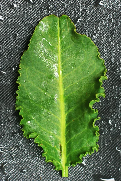 Cuturrumanza Perulu ot