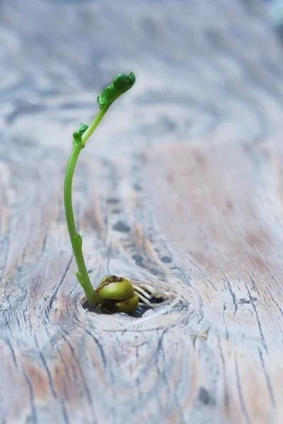 bezelye bitki büyüme