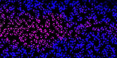 Koyu mor, pembe vektör arkaplan ve rastgele şekiller. Gradyan rastgele formlarla modern soyut illüstrasyon. Cep telefonları için arka plan.