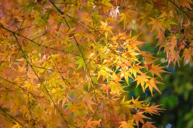 Kırmızı ve turuncu akçaağaç yaprağı orta sonbaharda Japonya