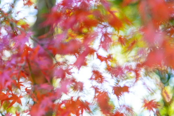 Abstract beeld wazig van rode en oranje maple leaf in mid autum — Stockfoto