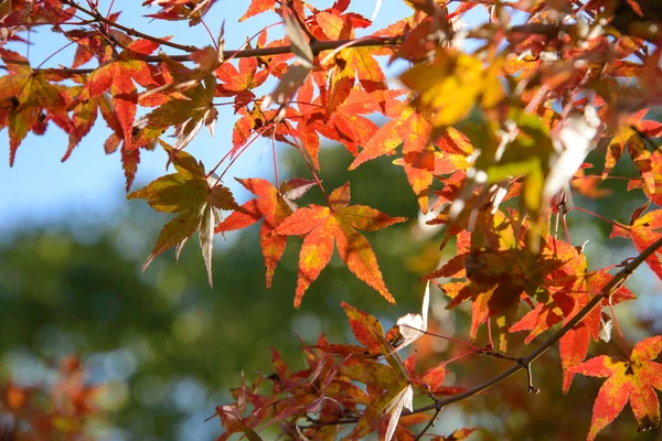 Красный и оранжевый кленовый лист в середине осени — стоковое фото