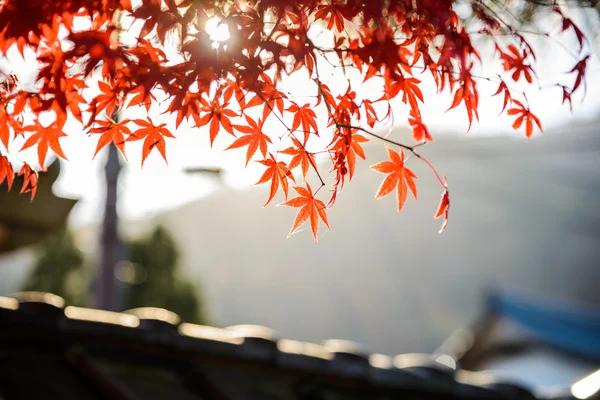 Красный кленовый лист с лучами солнца в середине осени Япония — стоковое фото