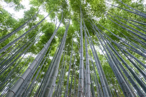 Bambuswald in Arashiyama bei Kyoto, Japan — Stockfoto