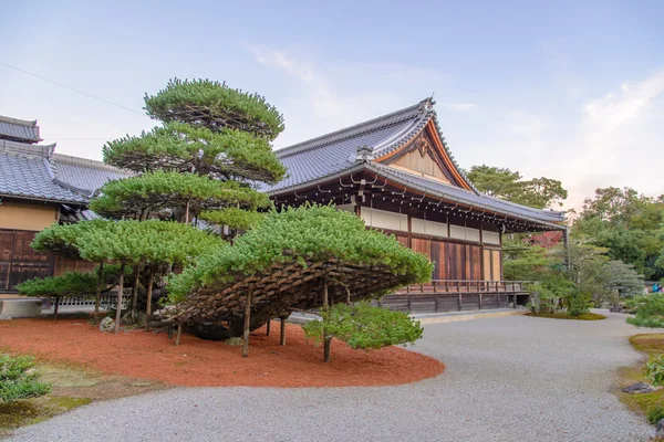 Grande árvore de bonsai com templo budista no templo de Kinkaku, Japão — Fotografia de Stock