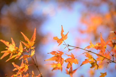 Kırmızı ve turuncu akçaağaç yaprağı orta sonbaharda Japonya