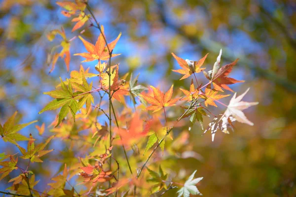 Rode en oranje esdoornblad in medio herfst Japan — Stockfoto