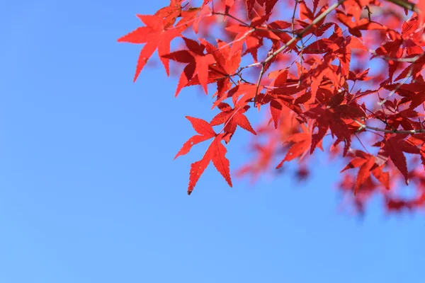 Красный и оранжевый кленовый лист в середине осени — стоковое фото