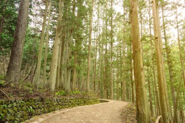 yol çam ormanının içinde